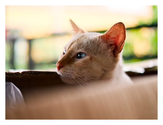 A side profile of the same cream-colored cat with orange-tipped ears. It is sitting inside the cardboard box, gazing intently to the left.