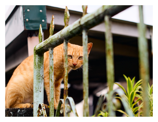 An orange tabby cat perched behind a weathered, pale green metal gate. The cat is looking directly at the camera with an intense gaze, its face partially obscured by the rusty vertical bars. The background is blurred, showing parts of a building structure, while some out-of-focus green plants are visible in the lower right corner. - Google Gemini 3 Pro Preview