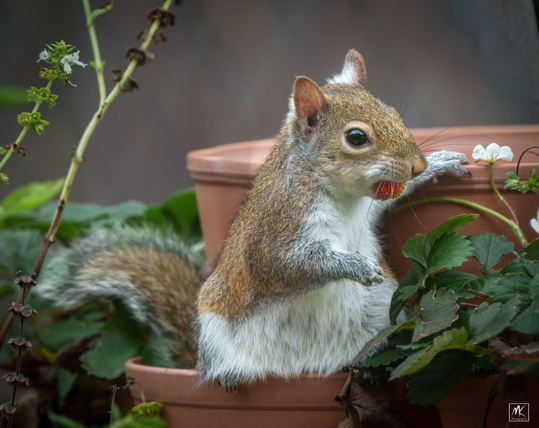 Color photo of an eastern grey squirrel sitting in a planter with a stolen strawberry in its mouth. 
