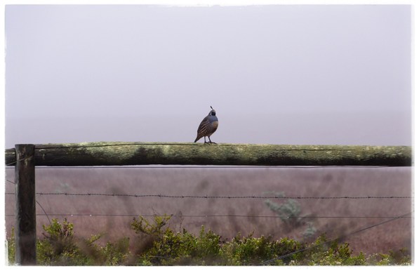 Google says this is a California quail but to my eyes it looks more like a bird with a face that resembles the Crazy Horse Memorial that is being carved into a cliff... with a single feather sticking up out of his head. But I digress. This lone bird is sitting on a mossy rail fence, against a dreary, fog drenched, dried grass, treeless backdrop. The fence also has barbed wire underneath the top rail, presumably to keep people from wandering into the dead naturey scene. Warning received.