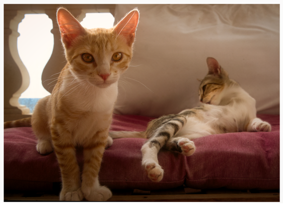 zwei kleine Katzen auf einem verblichenen roten Sonnenkissen, die kleine rotgetigerte sieht in die Kamera, die andere putzt sich entspannt im Liegen