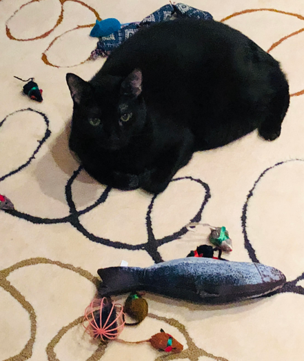 A color photo of a large black cat relaxing in the top half of the photo and looking up into the camera. He is surrounded by little toy mice, a large toy fish, balls and a bandana. He's sitting on a cream colored carpet with large black and rust curlicues through it 