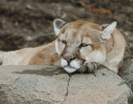 A color head and shoulders shot of a mountain lion. The cat rests behind a large boulder. It rest its head on a wet paw and looks off toward the left with a far-off gaze as though recalling some distant memory of better times. 