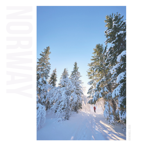 Icy forest backlit by the sun, and a photographer on the trail.
