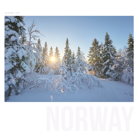 A quiet patch of forest that is covered in snow, and the sunlight just peeking through the trees.
