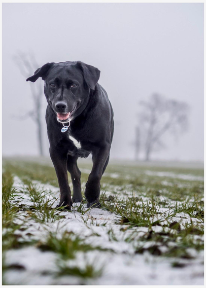 A black dog with a white patch on its chest walks through a snowy field, surrounded by grass. The background is muted and foggy, with a few bare trees visible.
