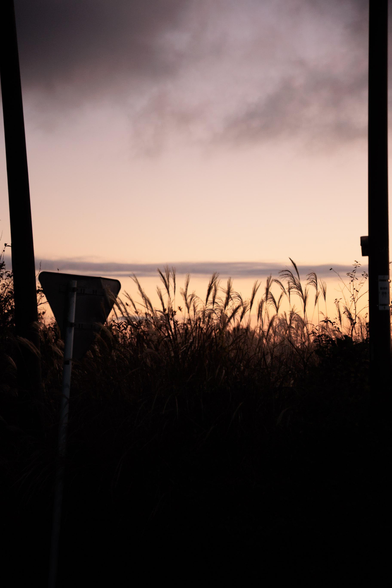 Silhouette of tall grass against a twilight sky, with dark clouds and faint hints of orange near the horizon, beside a traffic sign.