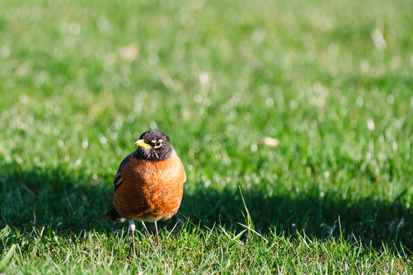 A robin standing on green grass with a blurred grassy background.