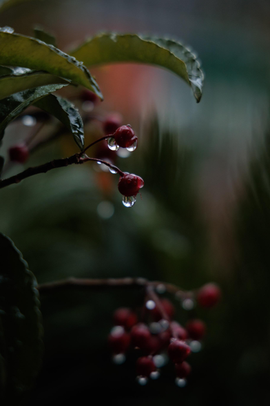 Close-up of red berries on a branch with droplets of water clinging to them, surrounded by green leaves and a blurred background.