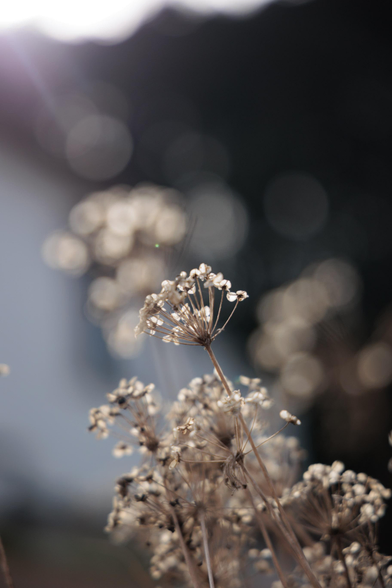 Dried flowering plants in soft focus, with a blurred background of bokeh light.