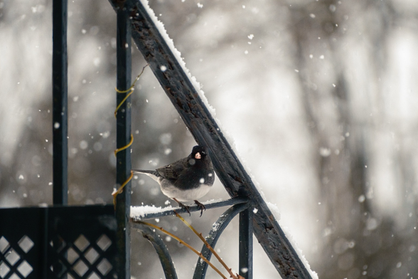 A dark-eyed Junco perched on a snowy metal railing during snowfall.