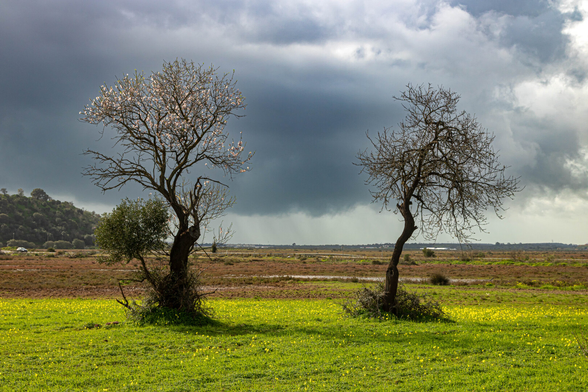 In the center of the photo are two leafless trees, but the one on the left has pink blossoms, illuminated by the sun. Above them, a gray, ominous sky. In the distance, you can see a veil of rain. The sun illuminates the ground around the trees. The grass and yellow flowers glow.