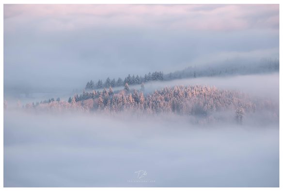 A mountain peak covered with snow-covered conifers peeks out from beneath a blanket of clouds. The rising sun illuminates the treetops with warm light.