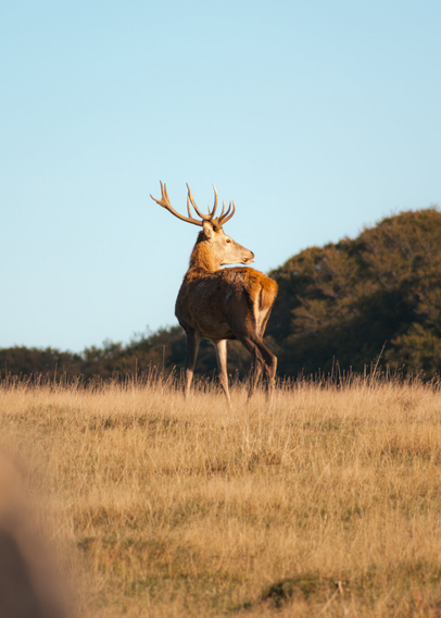 A deer in the middle of a field, looking to the side, with trees visible in the background.