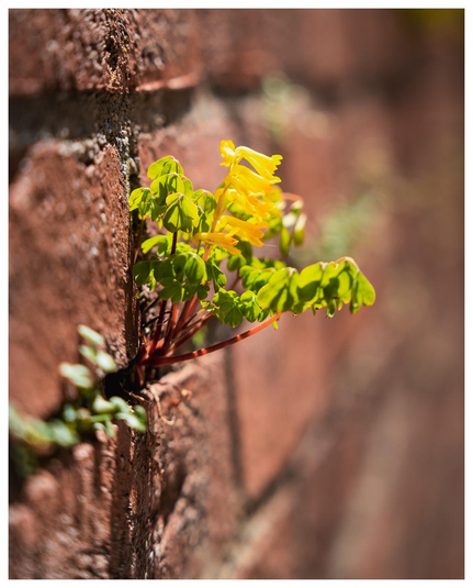 An einer Backsteinmauer wuchert ein Gewächs aus einer Spalte. 