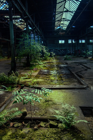 An abandoned industrial space featuring overgrown plants and ferns. Shafts of light filter through the broken roof, illuminating patches of wet ground and rusting metal structures. The atmosphere conveys a sense of nature reclaiming the environment.