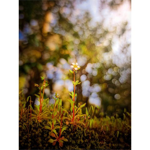 The photograph captures a low-angle close-up of a patch of moss and small plants, with a single delicate flower Rue-Leaved Saxifrage as the focal point. The flower is light white, with a distinct yellow center. It stands tall on a slender stem that has small leaves, reaching towards the blurred background. The surrounding vegetation consists of various shades of green moss and other tiny plants, some with reddish stems. The background is heavily blurred with bokeh. rendering the shapes indistinct but they are trees with dappled sunlight. The lighting is soft and diffused.