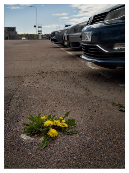 En stående bild på ett knippe maskrosor som växer i en spricka i asfalten på en bilparkering. Bilar står till höger och i bakgrunden syns skyltar och byggnader. Himmelen är blå med vita moln till höger.