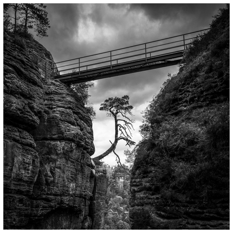 Eine Brücke führt über den Spalt zwischen zwei Felsen. Unter der Brücke ragt eine 4, 5 Meter hohe, direkt aus dem einen Felsen wachsende Kiefer in den Spalt.