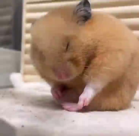 un hamster doré souffrant d’insomnie tombe de sommeil