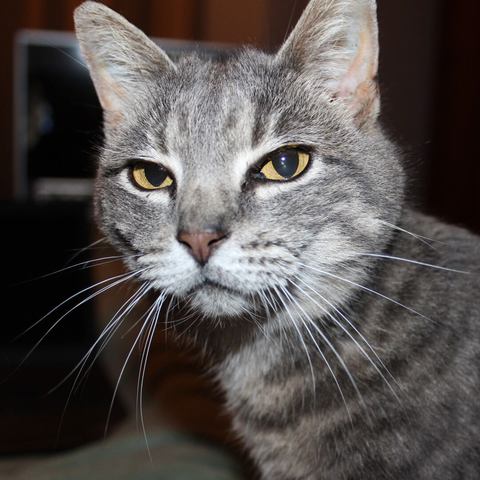 A close-up portrait of a gorgeous grey tabby cat with striking yellow eyes, big white whiskers, and a focused expression looking directly at the camera.