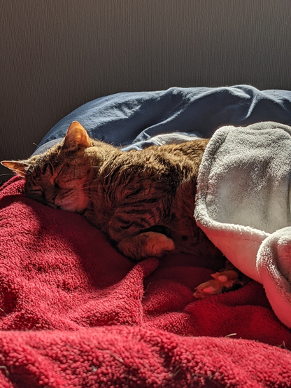 Calico cat sleeping on her side on a bed with a blue duvet and fuzzy red blanket, sleeping so hard half her face is squished into the red blanket. A fuzzy white robe is covering her bottom half, with her front two paws tucked up together and one back footsie just sticking out.
