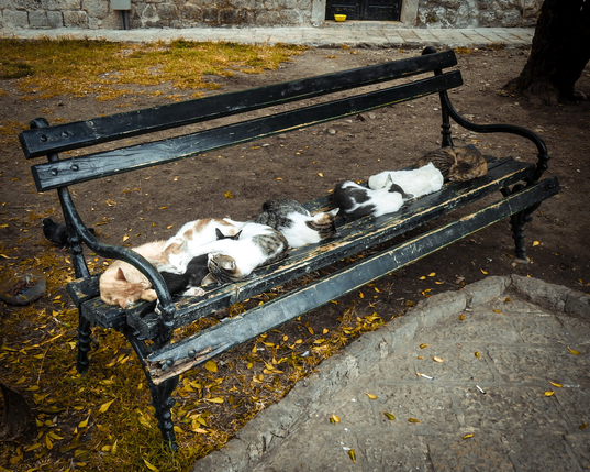 A weathered park bench covered with a group of stray cats and kittens huddled together and sleeping in a line in the Old Town of Kotor, Montenegro