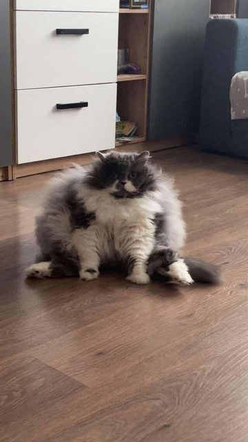 Grey and white floofy cat with a stunned look on his face and sitting with his legs splayed out.