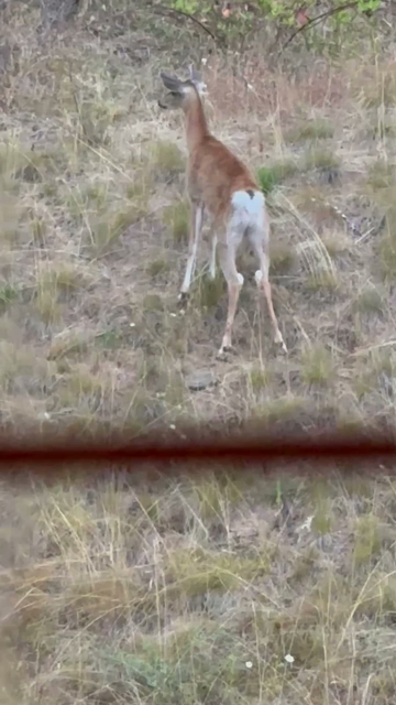 Video showing a continuation of the previous scene. As the deer continues to huff and stamp, the threat emerges from the long grass — a small tortoiseshell cat who scampers across the gravel and out of sight. The deer looks on curiously, then trots after it, apparently no longer feeling threatened.