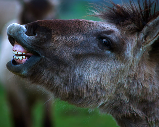 Der Kopf eines Wildpferdes, genauer eines Koniks, von links aufgenommen. Der junge Hengst hat den Kopf weit nach vorn gestreckt und die Nüstern weit geöffnet. Man kann das kräftige Gebiss des Tieres sehen. Was auch immer der junge Hengst dort gerochen hat, es scheint ihm zu gefallen. 
.
The head of a wild horse, more precisely a Konik, photographed from the left. The young stallion has stretched his head far forward and opened his nostrils wide. You can see the animal's powerful teeth. Whatever the young stallion smelled there, he seems to like it. 