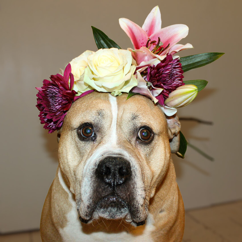 A close-up portrait of a tan and white bully dog looking directly at the camera with soulful eyes. The dog is wearing a vibrant flower crown on its head, featuring a large pink and white lily, a creamy white rose, and deep purple chrysanthemums with green foliage, set against a neutral, warm-toned background.