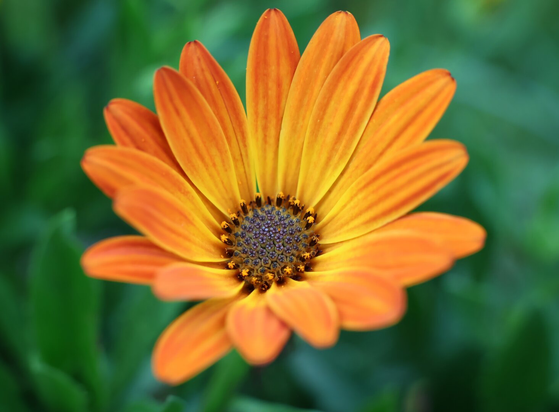 A close-up photograph of a vibrant, orange-yellow flower in full bloom, set against a softly blurred green background. The flower’s petals are elongated and slightly pointed, radiating outward from a dark, intricate centre filled with tiny, densely packed florets. The vivid colours and sharp focus on the flower create a striking contrast with the out-of-focus foliage behind it, highlighting the flower’s delicate structure and natural beauty.