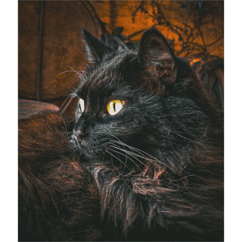 A side on photograph of a black, long-haired cat with striking yellow eyes, lying on a table. The background is a blurred, warm orange-brown, with faint leafy patterns. Her fur appears dense and slightly tousled (she's been rolling around), with visible whiskers. Her ears are upright, and her gaze is directed to the left (she's looking at the tree to make sure no victims pass it)