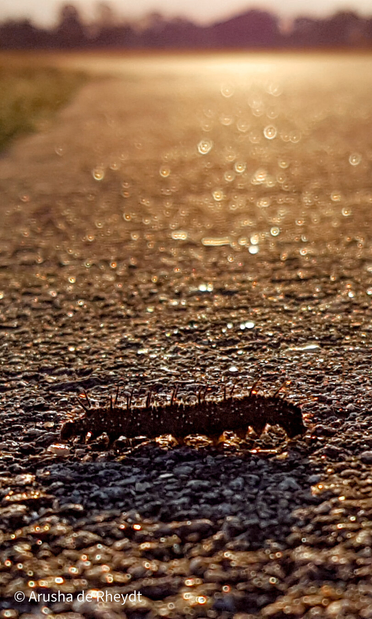 Closeup of a caterpillar on a street with subset in background
