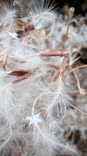 Fluffy vine with white feathery bits on the thin brown seed pods. No idea what kind of plant this is but I liked how it looked with individual snowflakes caught in the feathery bits.