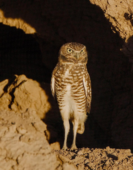 A color portrait photo of a small thin owl standing in front of a dark hole, its burrow. The owl has long bare legs and horizontal light brown stripes across its chest. The owl is looking attentively toward the right with large greenish colored eyes.