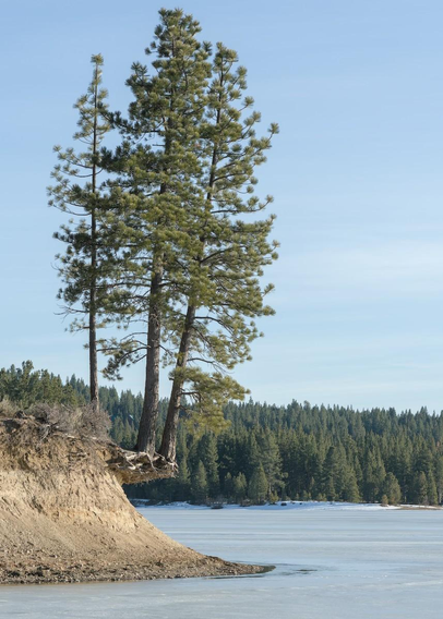 A color portrait photo of three conifer trees. The sky is lightly streaked with very thin clouds but it is most blue. In the background is a thick conifer forest on a hill that raise slightly toward the left side of the frame. In the foreground and on the right is the flat surface of a frozen lake. A steep eroded bank juts out from the left. It is curved in a crescent shape up from the lake. Three tall conifer trees that have been growing for decades on the bank have, over the years, had the bottom of there root systems exposed due to the erosion of the bank. This has left them balance over the lake on nothing but there roots. Otherwise the trees look green and healthy. 