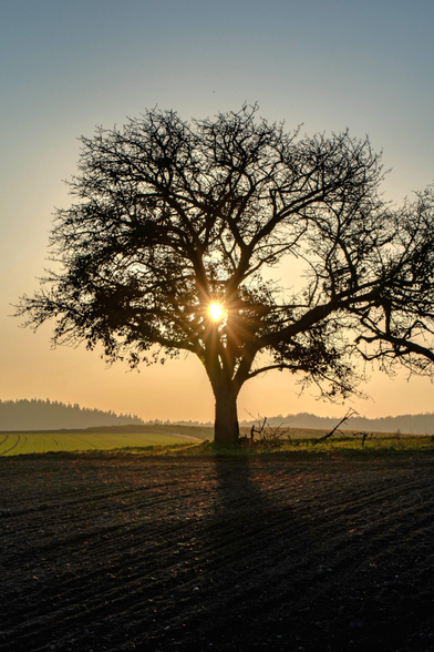 Das Bild zeigt eine atmosphärische Naturaufnahme eines imposanten, weitgehend kahlen Baumes in der Abenddämmerung. Der Baum steht als markante, dunkle Silhouette im Zentrum auf einem weitläufigen, frisch gepflügten Feld, dessen dunkle Erdfurchen im Vordergrund eine deutliche Struktur bilden. Die tiefstehende Sonne befindet sich exakt hinter dem massiven Stamm, wodurch ein strahlender Lichtstern entsteht, dessen feine Strahlen fächerförmig durch das dichte Geflecht der Äste dringen. Der Himmel leuchtet in einem warmen Farbverlauf von hellem Goldgelb am Horizont bis hin zu einem sanften, kühleren Blaugrau im oberen Bildbereich. In der Ferne sind die flachen Umrisse bewaldeter Hügelketten im Dunst erkennbar, was der Szene eine weite, ruhige und fast meditative Stimmung verleiht.