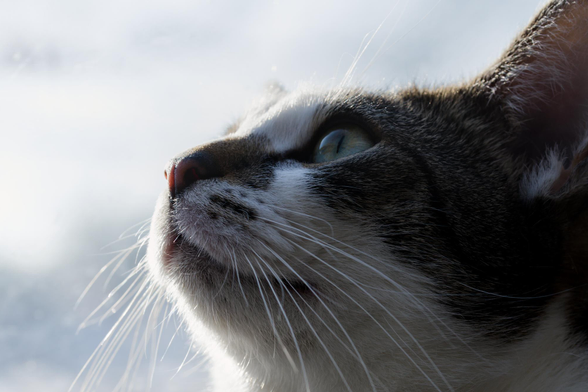 Nahaufnahme des Katers Sammy, der nach oben blickt mit sichtbaren Schnurrhaaren und markanter Fellzeichnung im Gesicht