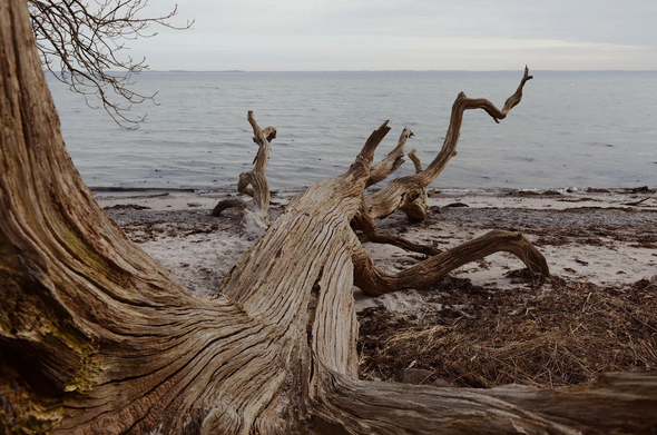 Et stort træ er væltet udover en sandet strand. To rødder spreder sig som et par arme i billedets venstre side og bund, mens stammen ligger som en udstrakt krop ud mod vandet, med grene som lemmer stritter i alle retninger. En enkelt gren rejser vil venstre for stammen helt ude i vandkanten, hvor den ser ud til at kalde på hjælp. Træets bark er væk, og det yderste lag ved er indtørret og har dannet revner der danner paralelle linjer langs træets stamme og grene. Træet er i varme, brune farver. I baggrunden blågråt vand med småbølger, og en blågrå himmel næsten dækket af skydækket.