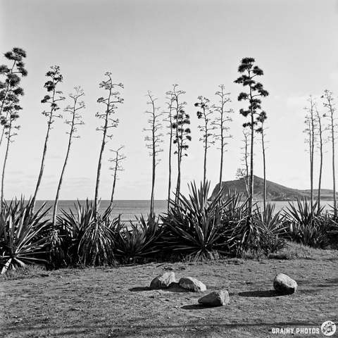 A black and white landscape featuring tall agava plants on the shoreline against the sea, with a distant hill in the background. Four rocks lie in the foreground. The scene evokes a tranquil, natural setting under a clear sky.