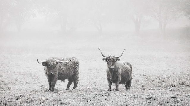 Zwei Highland-Rinder auf einer nebeligen Wiese. Im Hintergrund kann man schemenhaft Bäume sehen. Das Foto ist in Schwarzweiß.
