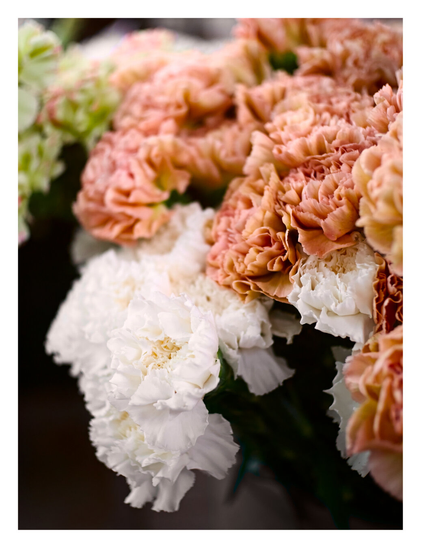 A close-up photograph of a bouquet of carnations. The flowers feature densely ruffled petals in shades of creamy white and warm peach or terracotta. The white blooms are prominent in the lower foreground, while the peach-colored ones fill the upper portion. - Google Gemini 3 Pro Preview
