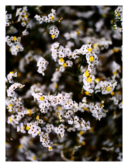 Cluster of tiny flowers. The blooms feature delicate, papery white petals surrounding small, bright yellow centers. - Google Gemini 3 Pro Preview