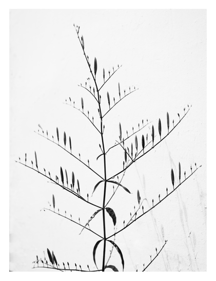 A slender plant silhouetted against a textured white wall. The plant features a tall central stem with symmetrical branches extending outward, each adorned with numerous small, upright buds or seed pods. - Google Gemini 3 Pro Preview