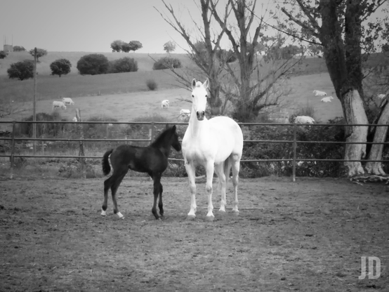 La imagen muestra un caballo blanco junto a un potro oscuro en un corral al aire libre. Al fondo se ve un paisaje rural con colinas, árboles dispersos y varias vacas pastando. La escena transmite tranquilidad en un entorno campestre.