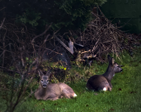 Zwei Rehe liegen hinter einer Konifere und einem Stapel Todholz auf windgeschützter Seite und warten das Ende des Sturms ab.