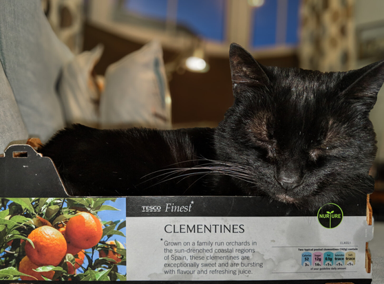 A black cat naps inside a Tesco Finest clementine box. The label includes a picture of two oranges on the left and text describing the fruit's origin in Spanish orchards and a small nutritional information table on the bottom right.