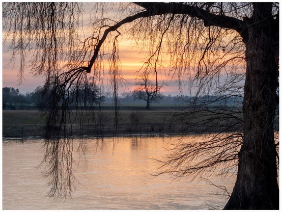 A silhouette of a tree in with drooping branches over in the foreground on the right. Behind it a calm river. The background showcases a sunset with soft pastel colors, and a distant tree is visible on the horizon.
