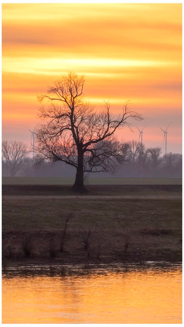 A solitary tree stands silhouetted against a vibrant sunset with hues of orange and yellow. In the background, wind turbines are visible on the horizon, and the water reflects the sunset colors.